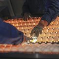 Mujal üle jäänud tootmisjäägid tõrjuvad kohalikud munad lettidelt