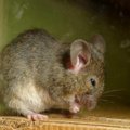 VIDEO: Julge hiir Kostiverest hammustas matkaja jalga
