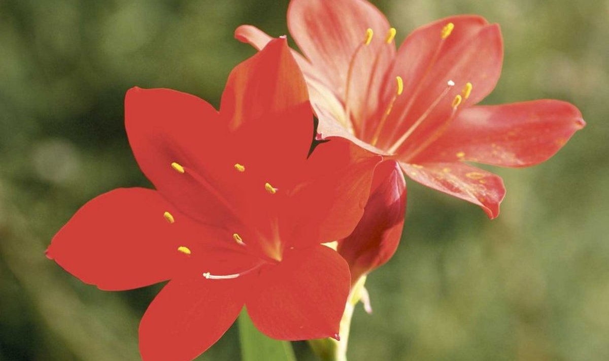 Valloota ambõis (Cyrtanthus elatus) muutub õitsemise ajal kauniks “tulipunaseks lillekeseks”. 