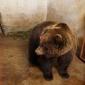 Замминистра природных ресурсов РФ поблагодарил Эстонию за спасение медведя Проши