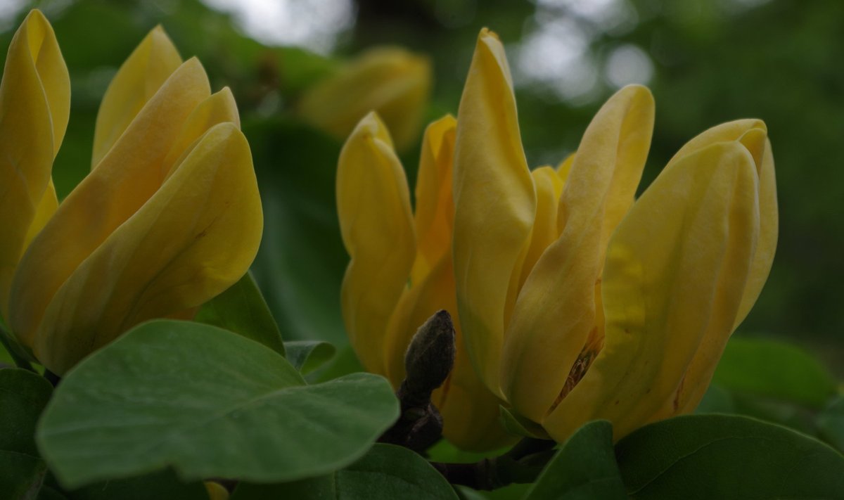 Magnoolia ‘Yellow Bird’.