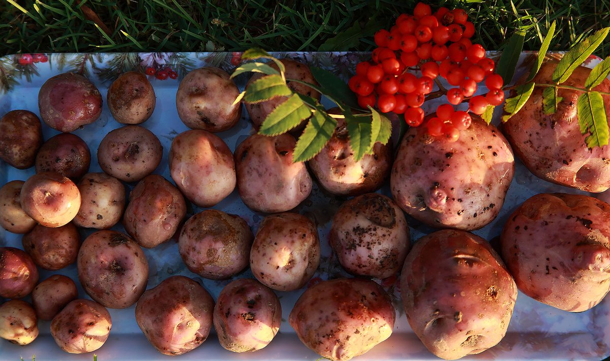 Väikesed, suured ja väga suured ‘Väikese vereva’ kartulid Mall Värva aiast.