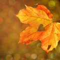 Почему листья осенью желтые и красные?