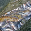 Kutselised kalurid ei tohi Peipsi, Lämmi- ja Pihkva järvel aasta lõpuni kala püüda