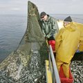 Peipsi, Lämmi-ja Pihkva järvedest võib järgmine aasta püüda 2926 tonni kala