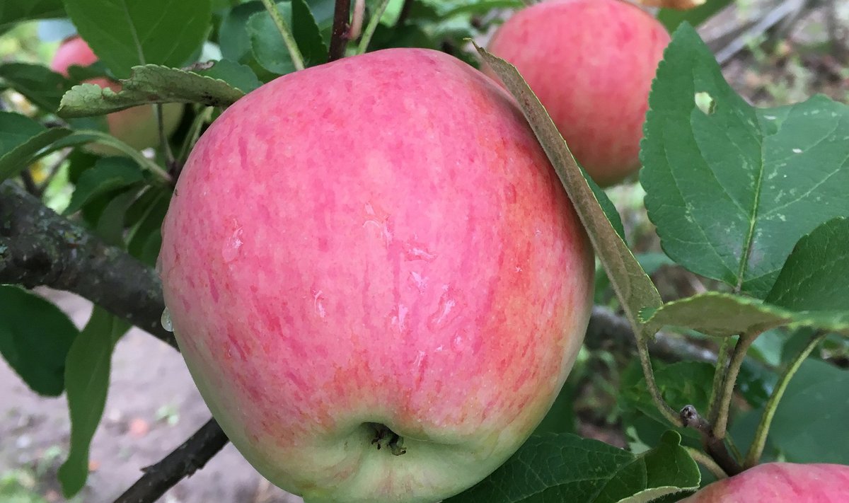 Õunasordi ‘Virve’ viljad on ahvatlevalt roosakaspunased.