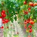 Amet hoiatab, et teatud riikidest pärit tomatiseemned võivad kanda ohtlikku viirust