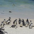 FOTOD: Kaplinna külje all elavad rannapuhkust jumaldavad pingviinid
