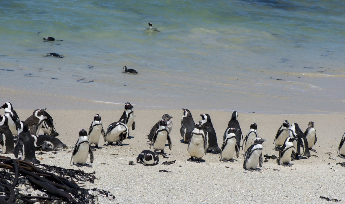 Pingviinid naudivad Aafrika päikest.
