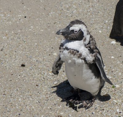 Pingviinidel on sulgimisaeg veebruaris-märtsis.