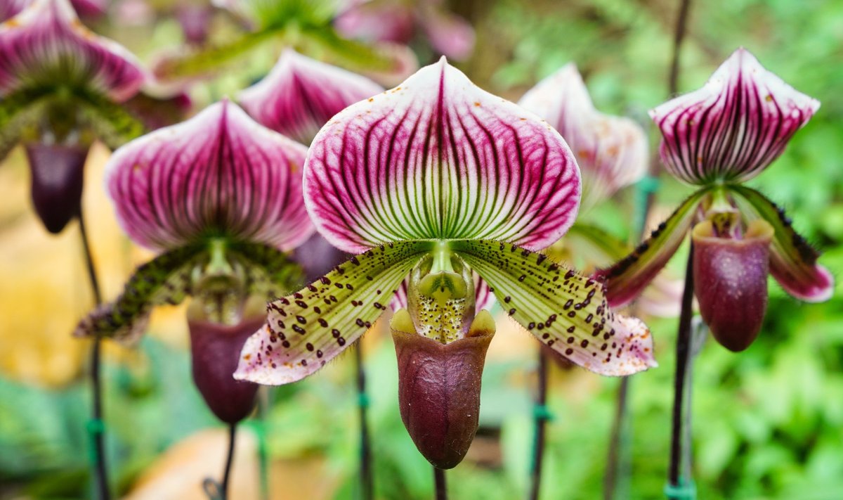 Õieleht, mida teiste orhideede puhul nimetatakse huuleks, on veenusekingal muutunud väikese puukinga või põie sarnaseks.
