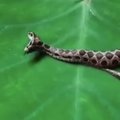 ВИДЕО | Змея Горынычна: в Индии нашли смертельно опасную двухголовую змею