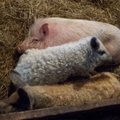Eesti Loomakaitse Selts: kohaliku omavalitsuse ülesanne on seista nii oma piirkonna kodu- kui ka põllumajandusloomade heaolu eest