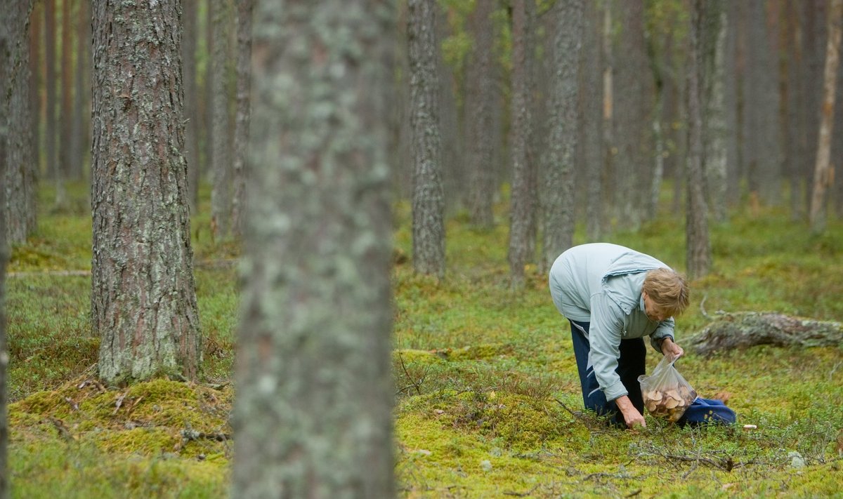 Seeneline metsas. Pilt on illustreeriv.