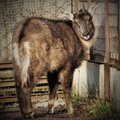 Tallinna loomaaia peres suri haruldane loom