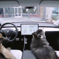 VIDEO | Tesla uuendus lubab koera ka palaval päeval autosse jätta
