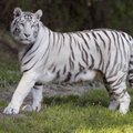 Thbilisi loomaaiast põgenenud tiiger tappis inimese
