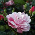ФОТО | Уникальная коллекция Пыльтсамааского розария оказалась под угрозой: государство хочет продать землю