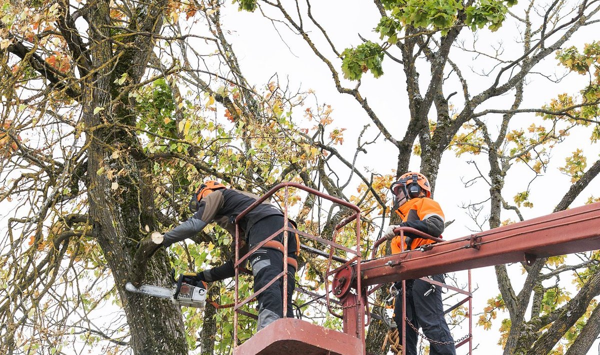 Luua Metsanduskooli praktikandid saavad lisaks teooriale käe valgeks ohtlike puude langetamisega. Fotol juhendaja Raino Poll (ees) ja arborist Annika Soomelt.