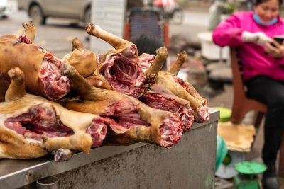 Vietnami loomaturg