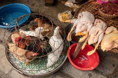 Vietnami loomaturg