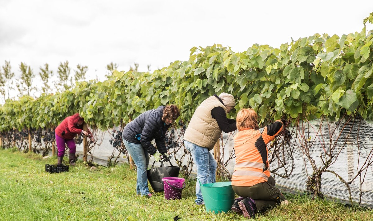 Viinamarjade korjamine Rõhu katsejaamas. Guardtime nutilahendus võimaldaks nendest marjadest valmistatud veini päritolu kindlaks teha.