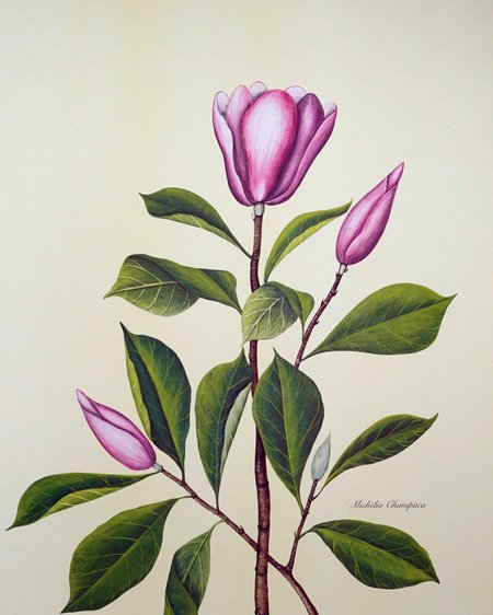 Emile Rosalie Saali litograafia „Michelia Campaca“, u 1910, uuesti prinditud 1995.