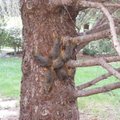 KURIOOSUM | Loomakaitsjad tulid appi omavahel sõlme sattunud kuuele oravapojale
