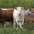 Täiesti tervetele kariloomadele söödetakse igal aastal kümneid tuhandeid tonne antibiootikume