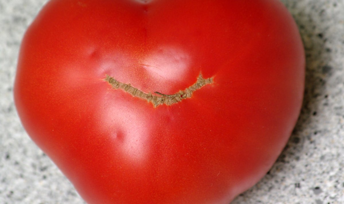 Südamekujuline tomat.