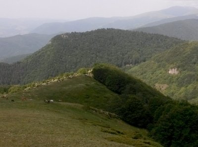 Mäed Gabrovo, Shipka ja Trojani kandis, hobused mägiaasal söömas.