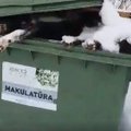 Šokeeriv VIDEO | Läti loomade varjupaiga prügikastidest leiti terve hulk surnud loomi