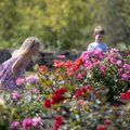 FOTOD | Kaunis õitemeri! Tallinna botaanikaaias algasid roosipäevad