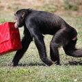 VIDEO | Õppus Jaapani loomaaias: põgenevaks šimpansiks osutus inimene