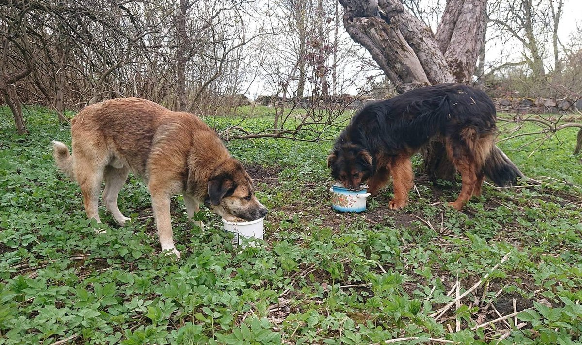 Järvamaa metsadest leitud Bruno ja Bandu