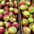 Venemaa võib keelata taimse toidu sisseveo Serbiast, sest kardab, et seda kaudu tuuakse Poola õunu
