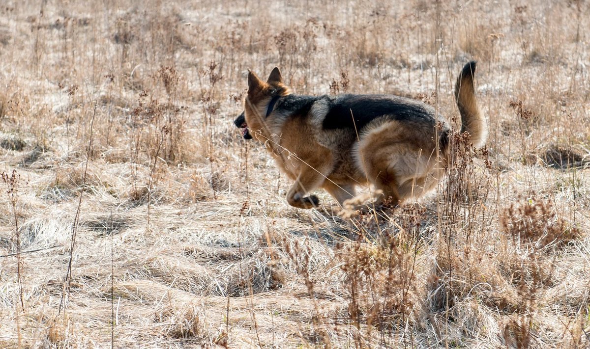 Собака на свободном выгуле — типичная для эстонской деревни картина. Как узнать, она дружелюбная или нет?