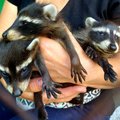 В Новой Каховке из-за наводнения уничтожен зоопарк. Погибли около 300 животных