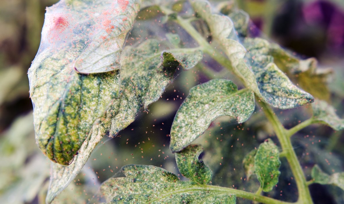 Punane kedriklest on kasvuhoones tomati hävitanud –  tomat on kolletunud, lehed kuivanud ja kaetud kahjuri võrgendiga.