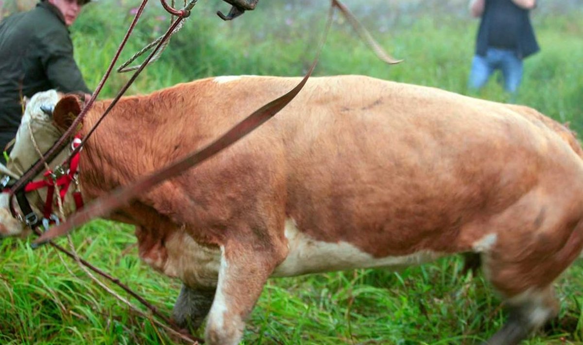 Yvonne jooksus: Vaba ja õnnelik metsaelu tüütas lehma kolme kuuga ära. (Reuters / Scanpix)
