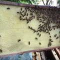 VIDEO | Kas linnamesilaste mesi on heitgaasidest saastatud või söödav?