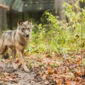 Волк из Пярнумаа отправился за невестой в Россию и был подстрелен охотником