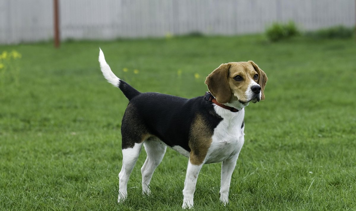 Kahe hundi rünnaku ohvriks langes sarnase välimusega beagle Ruudi.
