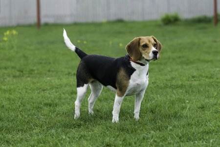 Kahe hundi rünnaku ohvriks langes sarnase välimusega beagle Ruudi.