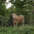 Põllumehed ja keskkonnakaitsjad: loomade karjatamine veekogude ääres aitab hoida keskkonda