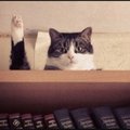 Fantastiline GALERII kassidest | õigel ajahetkel tabatud foto on parem kui tuhat sõna!