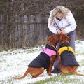 Ekspert annab nõu: mida teha koeraga siis, kui õues on külm ja libe?