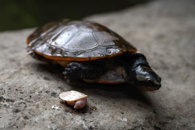 Albiinokilpkonn on vaid mündisuurune