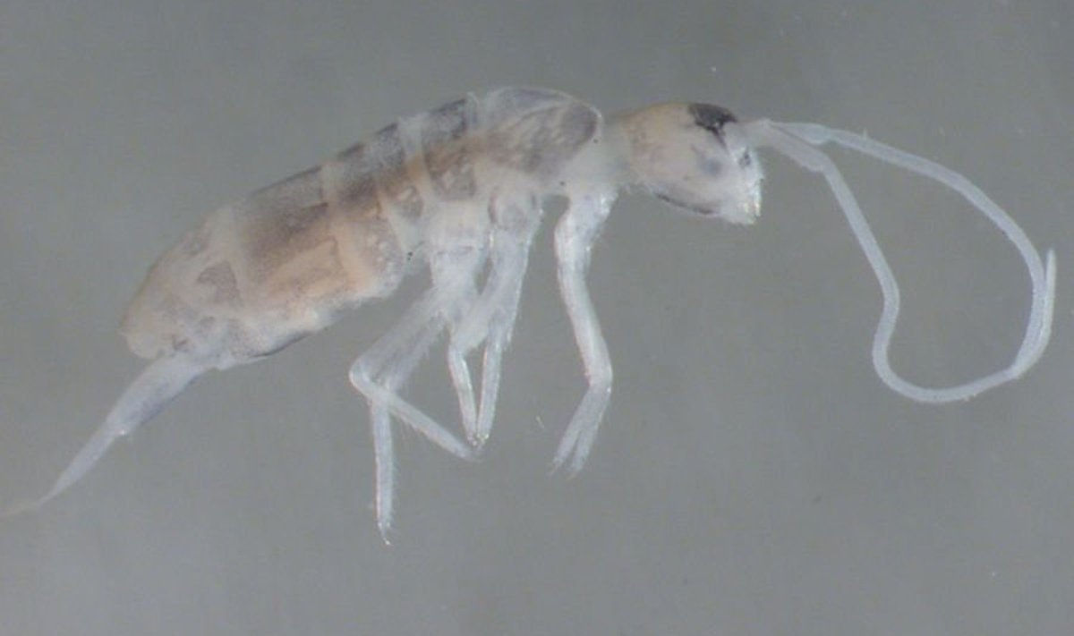 Plutomurus ortobalaganensis. Foto: Rafael Jordana, Enrique Baquero