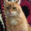 Uskumatu lugu: Saksamaalt pärit kass jõudis Eestis elava peremehe juurde tagasi pärast kolme ränduriaastat